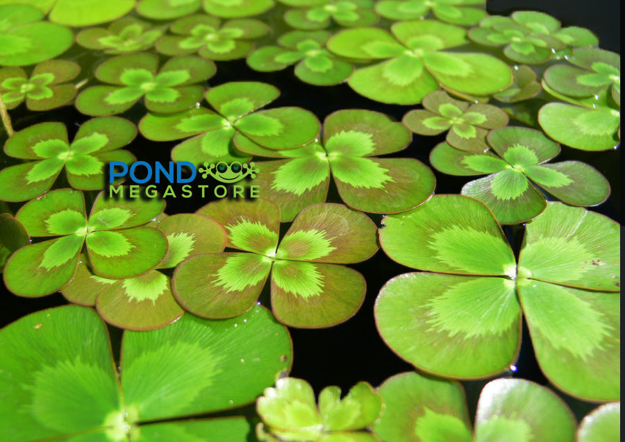 Four Leaf Clover <br> (Marsilea Mutica) <br> Live Plants! - pondmegastore
