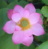 Mi Amigo (Friendship Lotus) <br>Wide-Open Flowers!