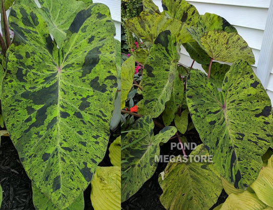 Mojito Taro (Colocasia) <br> Live plants, not bulbs <br> - pondmegastore