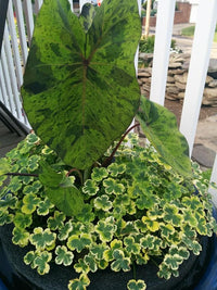 Mojito Taro (Colocasia) <br> Live plants, not bulbs <br> - pondmegastore