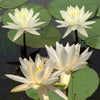 Moon Dance Water Lily <br> Large Hardy Water Lily