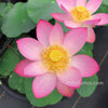 Morning In Yaochi Lotus  <br>  Warm, sunny pink flowers!