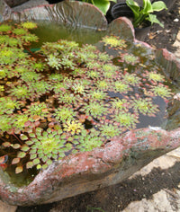 Mosaic Plant (Ludwigia sedioides) <br> Potted Plants <Br> Very Warm weather required! - pondmegastore