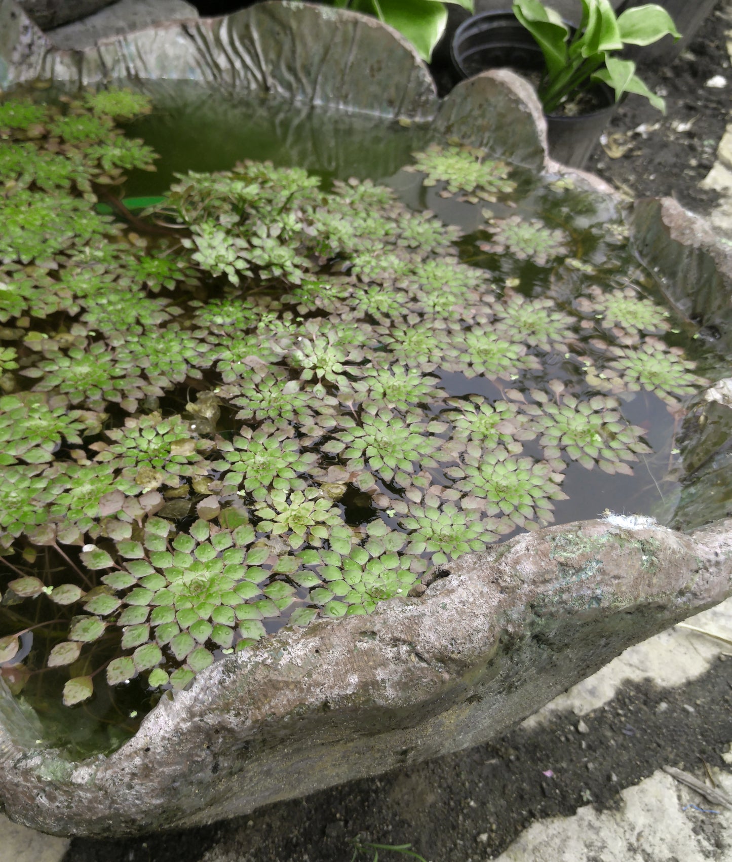 Mosaic Plant (Ludwigia sedioides) <br> Potted Plants <Br> Very Warm weather required! - pondmegastore
