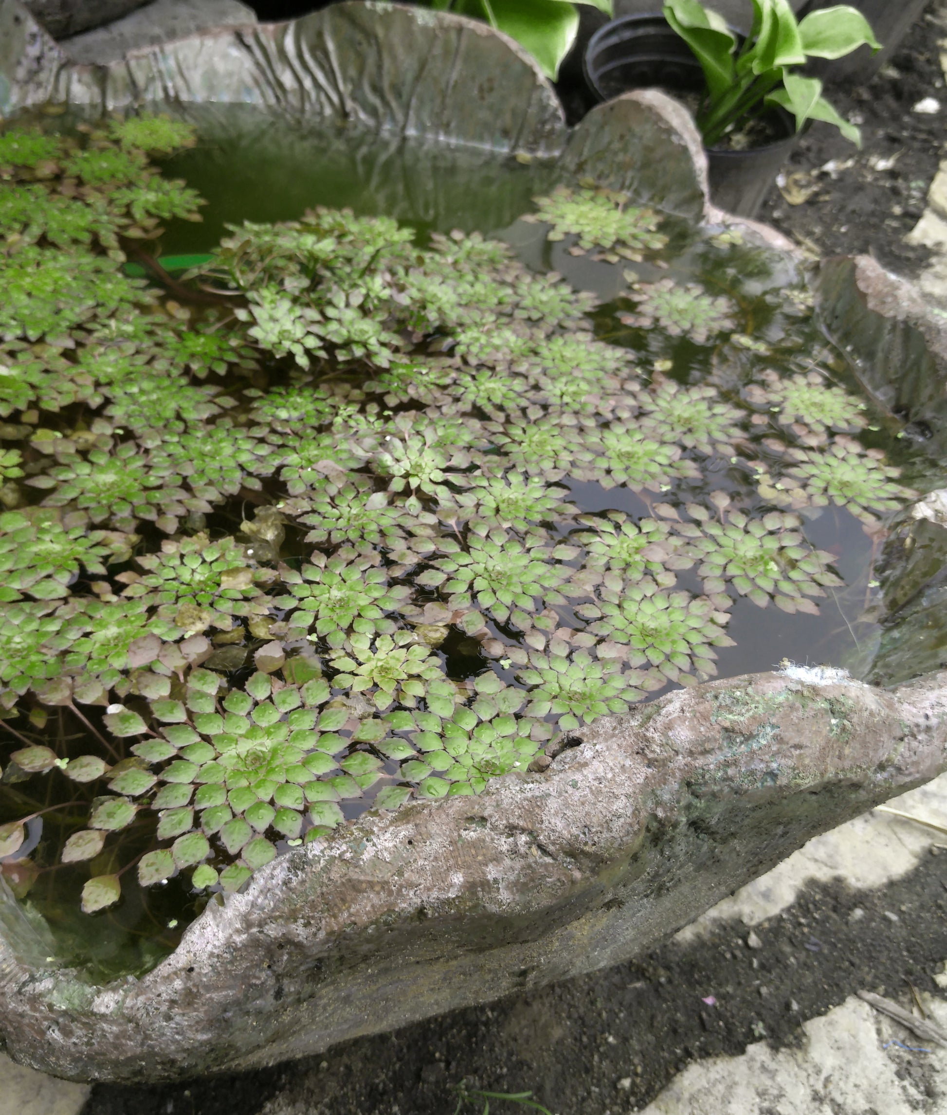 Mosaic Plant (Ludwigia sedioides) <br> Potted Plants <Br> Very Warm weather required! - pondmegastore