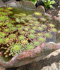 Mosaic Plant (Ludwigia sedioides)<br> BIG SALE FOR SPRING !