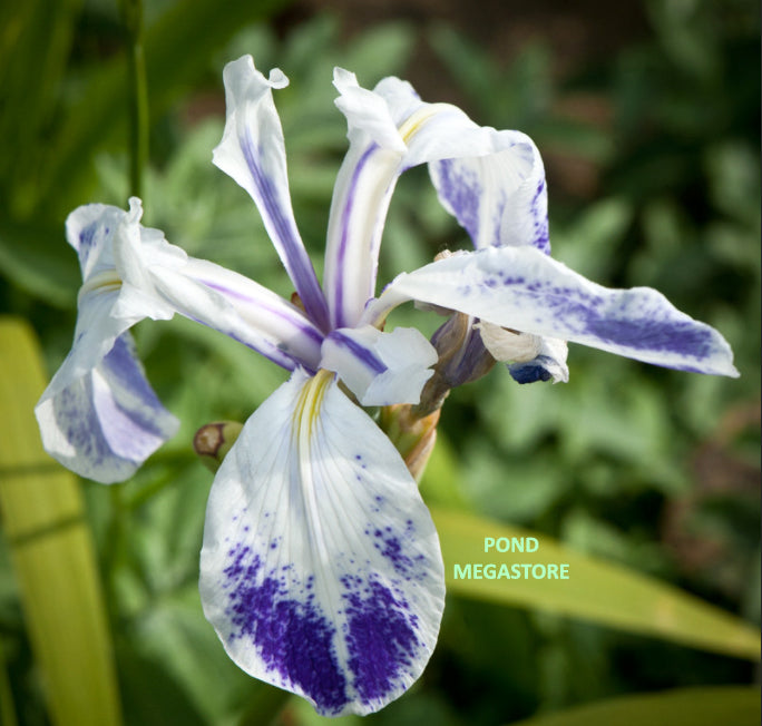 Japanese Iris (Iris laevigata) 13 Mottled Beauty Iris Laevigata