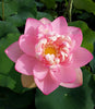 Mrs. Perry D. Slocum Lotus  <br>  Tall  /  Perfectly Pink Petals!