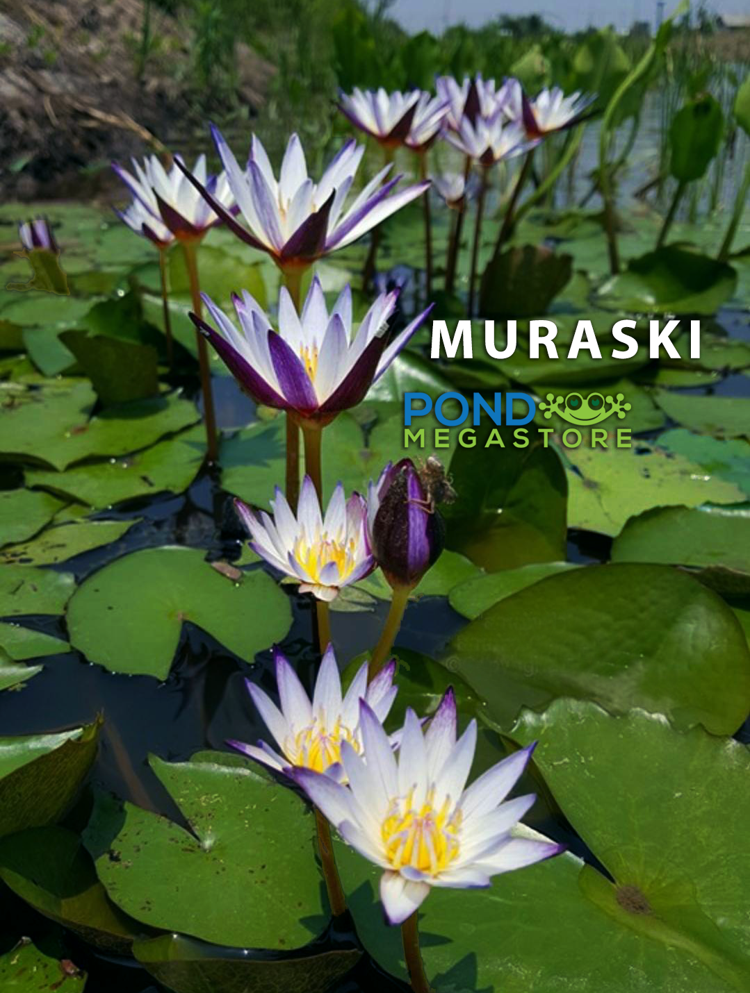 MURASAKI SHIKIBU Annual Water Lily - Pond Megastore