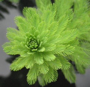 Parrots Feather (Large), Parrot Feather - Pond Megastore