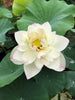 New Cloud Brocade Lotus<br>Fabulous drape on this lovely versicolor lotus!