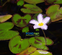 Montana Butterfly <br>  Variegated Water Snowflake (Nymphoides) - pondmegastore