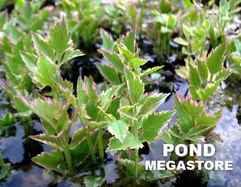 Variegated Celery <br> (Oenanthe Javanica 'Flamingo')<br> Key filtering bog plant - pondmegastore