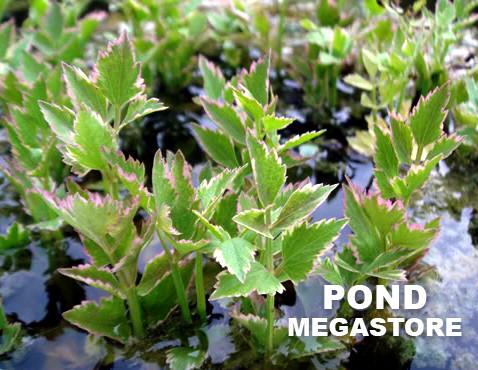 Variegated Celery <br> The BEST filtering bog plant!
