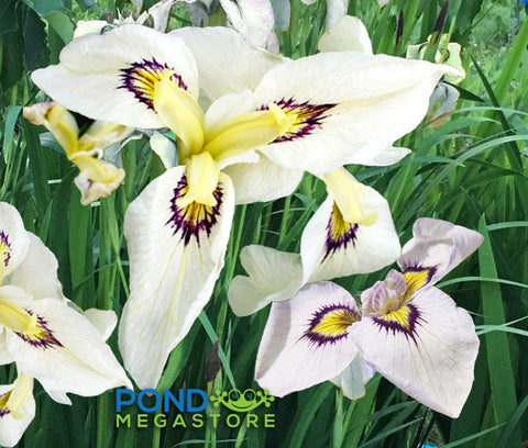 Big Mirror Iris <br> (Pseudata Iris )<br> 'Okagami' Japanese Bog Iris