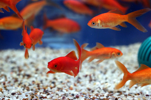 Common Goldfish (3 inch) (Carassius Auratus) <br>