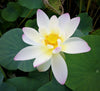 Oriole Out of Water Lotus   <br> Keeps blooming later in the season!