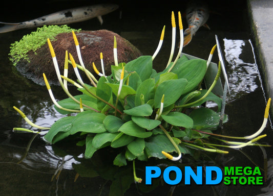 Golden Club <br> (Orontium Aquaticum) <br> - pondmegastore