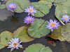 Alexis Annual Water Lily