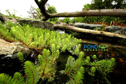 Red Stem Parrot Feather <br> (Minimum 3) - pondmegastore