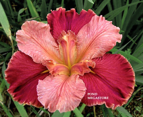 Peaches In Wine Louisiana Iris