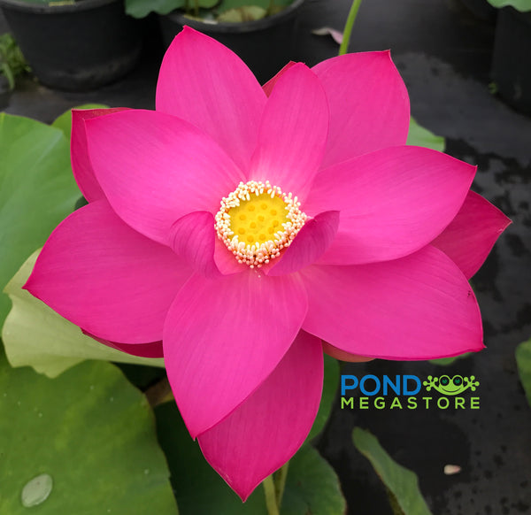 Pekinensis Rubra Lotus <br>Flowers are absolutely mesmerizing!