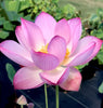 Peppermint Pink Lotus  <br> Delightful striping over the pink petals!