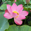 Peppermint Pink Lotus  <br> Delightful striping over the pink petals!