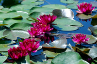 Perry's Baby Red Water Lily <br> Small Hardy Water Lily <br> - pondmegastore