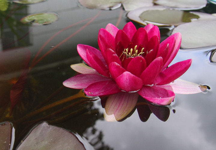Perry's Baby Red Water Lily <br> Small Hardy Water Lily <br> - pondmegastore