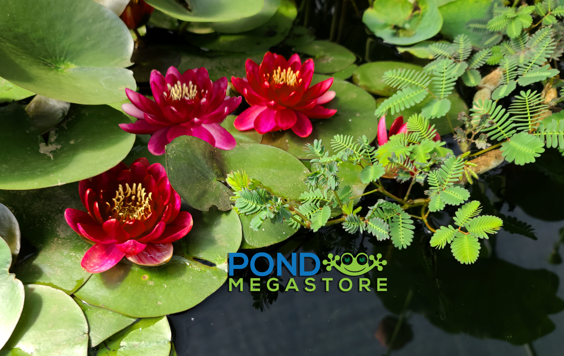 perrys double white water lily Baby Red Hardy Water Lily