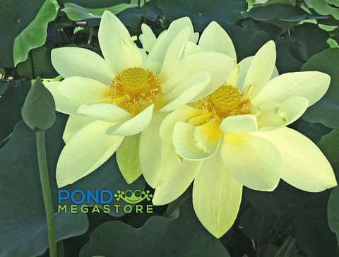 Perry's Giant Sunburst Lotus  <br> Great for Beginners! / Tall Lotus