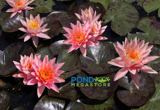 Prakaisad Water Lily, Heavy Bloomer! <br> Medium Hardy Water Lily <br> - pondmegastore