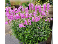 Obedient Flower  <br>  Physostegia Virginiana,  <br> (Physostegia leptophyllia) - pondmegastore
