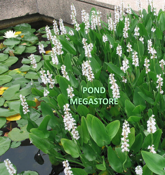 White Pickerel Rush <br> (Pickerel Cordata Alba) <br> Beauty & erosion control - pondmegastore