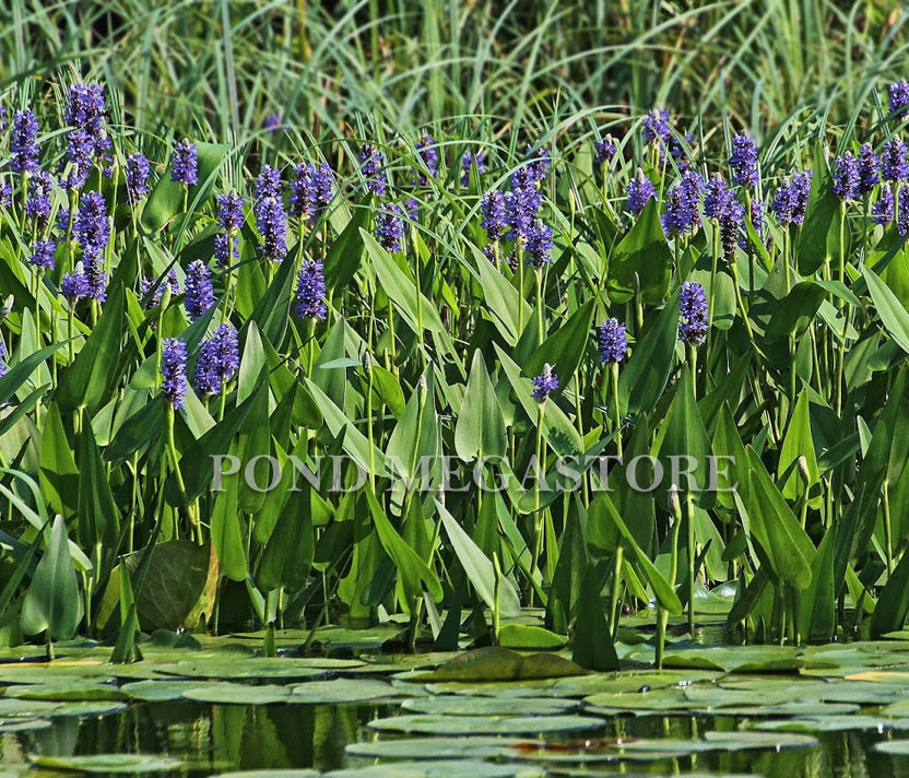 Pickerel Rush (Pontederia Cordata) <br> Blooms early summer into fall! - pondmegastore