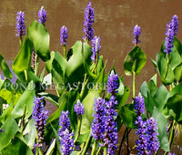 Pickerel Rush (Pontederia Cordata) <br> Blooms early summer into fall! - pondmegastore