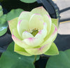 Pink Beauty Green Petals Lotus