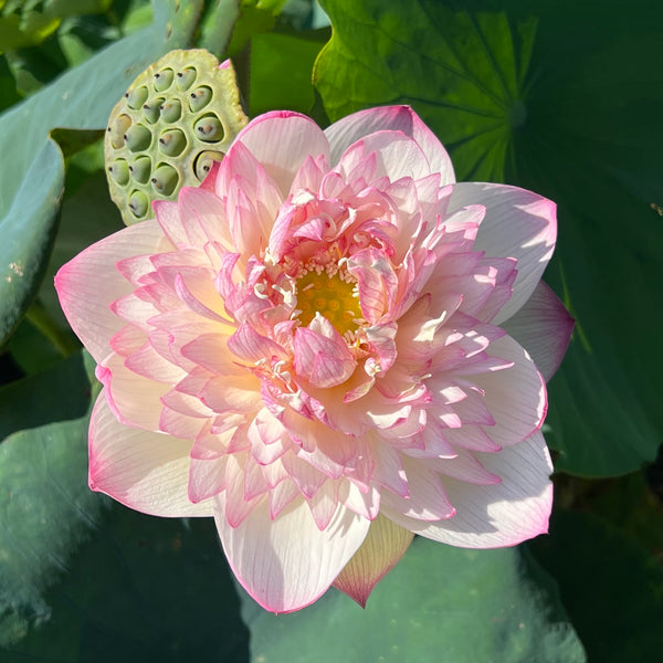 Pink Diamond Lotus