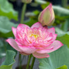 Pink Lady Lotus