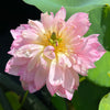 Pink Peony Lotus