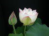 Pink Lips Lotus <br> Huge Breathtaking blooms!