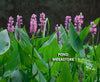 Pink Pickerel Rush <br>(Pontederia spp)<br> Ships Spring & Summer