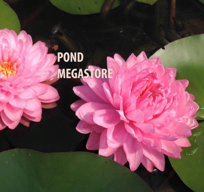 Pink Pom Pom Water Lily <br> Large Hardy Water Lily <br> - pondmegastore