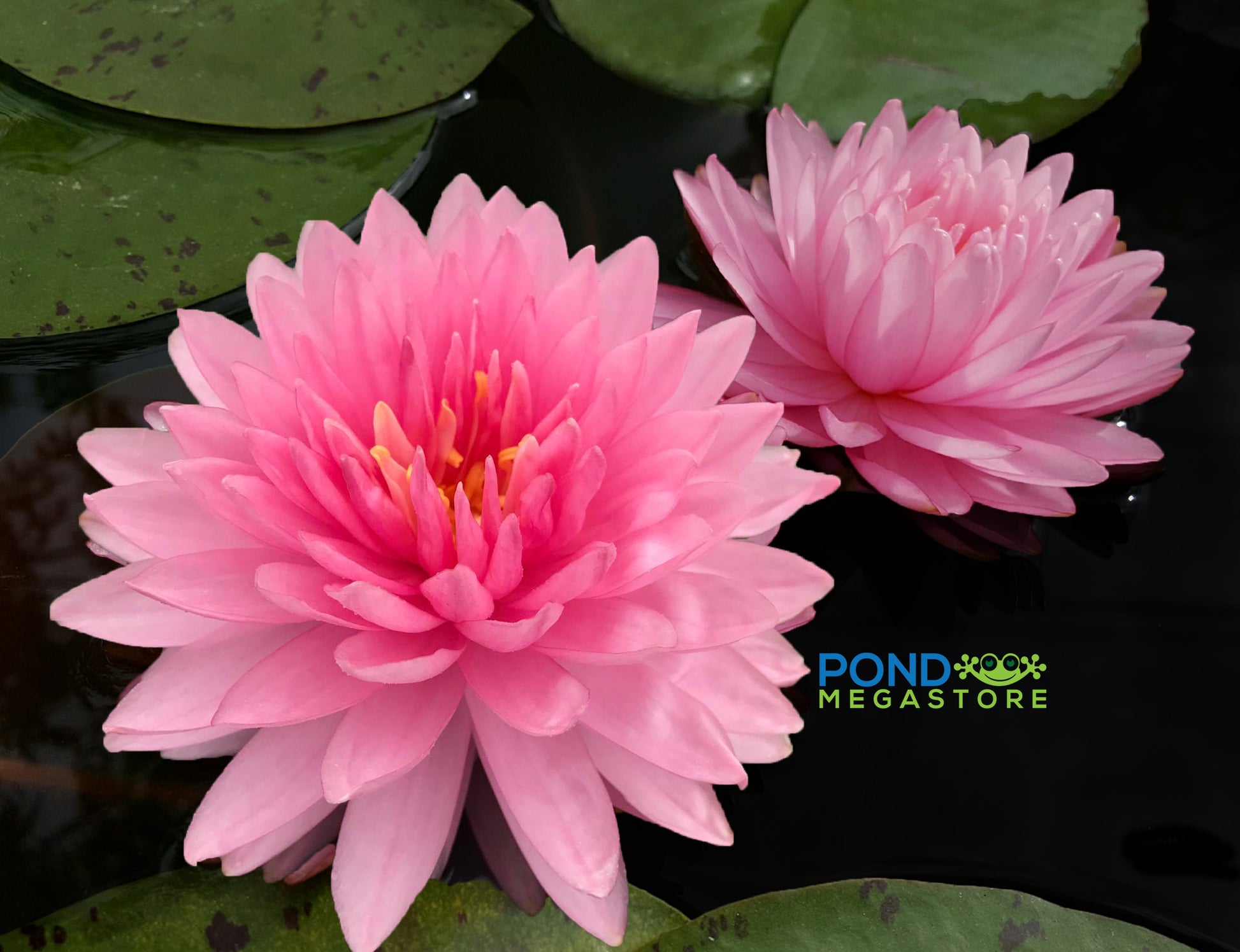 Pink Pom Pom Water Lily <br> Large Hardy Water Lily <br> - pondmegastore