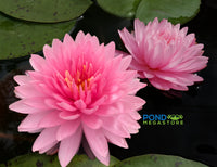 Pink Pom Pom Water Lily <br> Large Hardy Water Lily <br> - pondmegastore