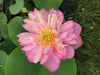 Pink Tower Lotus  <br>  Superb flowers