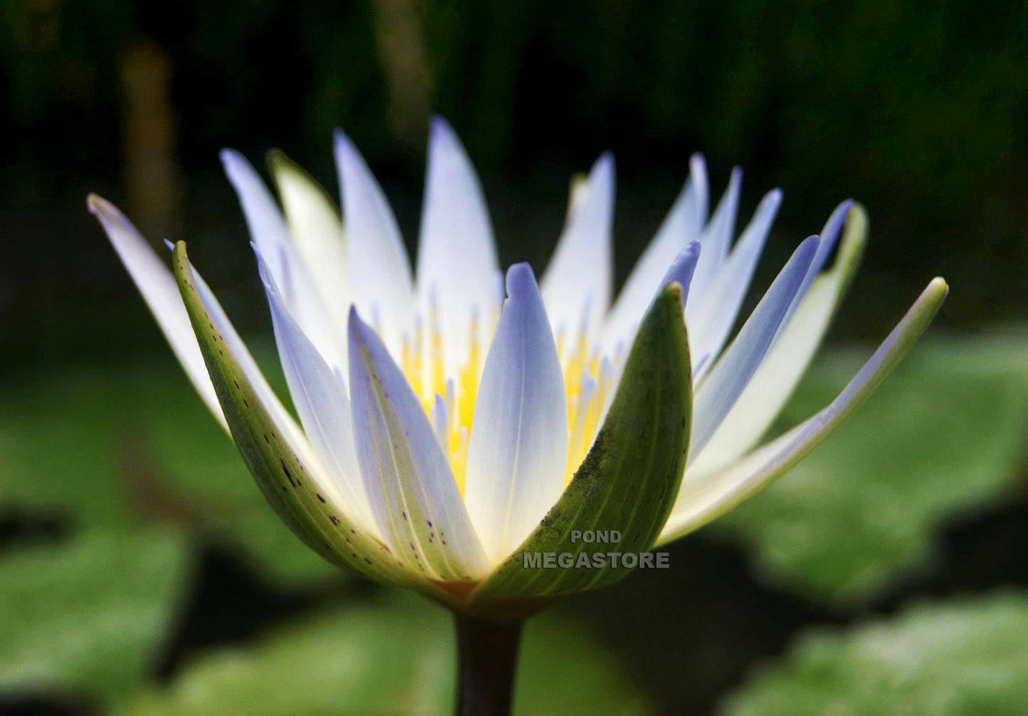 Dauben Blue Waterlily <br> Small-Medium, Day Bloomer <br> Ships Spring 2020 ! - pondmegastore