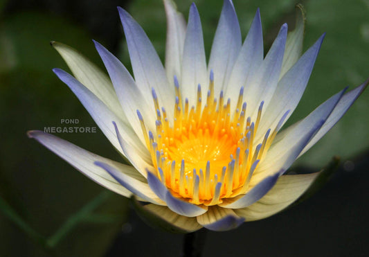 Dauben Blue Waterlily <br> Small-Medium, Day Bloomer <br> Ships Spring 2020 ! - pondmegastore