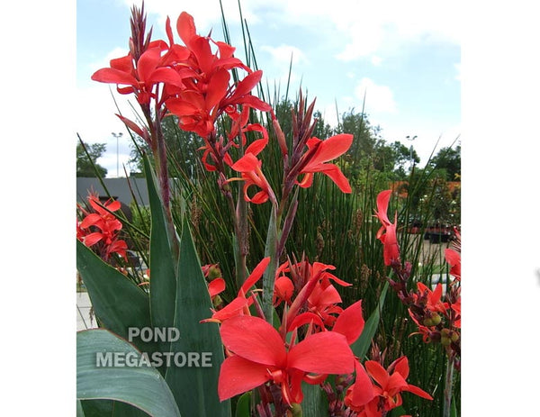 Red Aquatic Canna <br> Live plants, not bulbs
